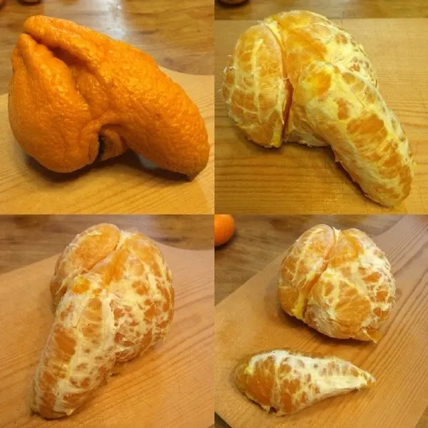 兄弟们，忙累了吃个橘子🍊-zibll子比社区